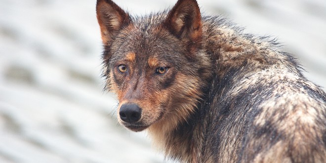 The Rewilding of the North Cascades: A Tale of Gray Wolves and Grizzly Bears