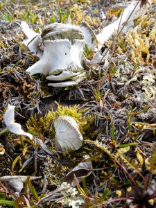 Caribou vertebrae