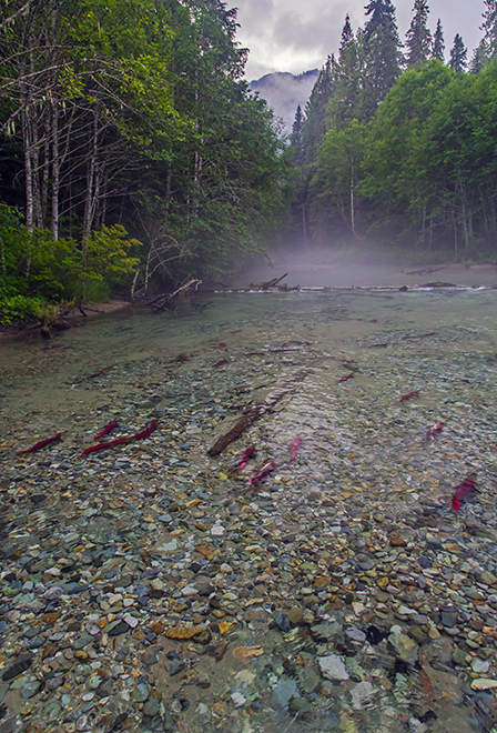 The Chilliwack River 