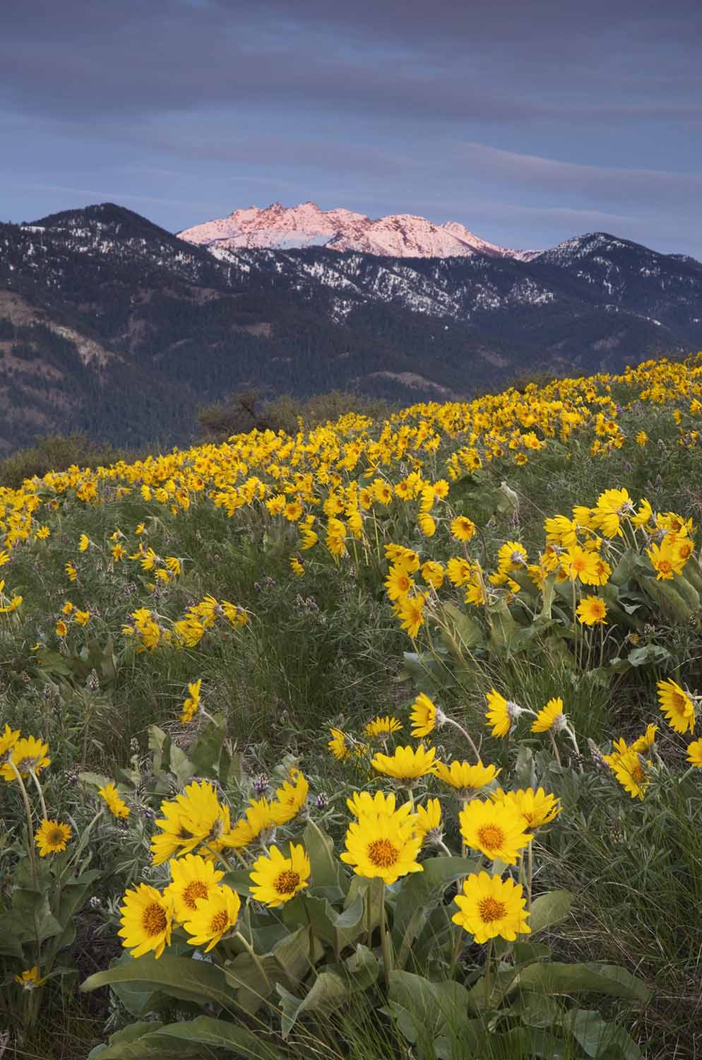 Alan Majchrowicz Solitude And Wildflowers AdventuresNW Alan Majchrowicz Solitude And Wildflowers AdventuresNW
