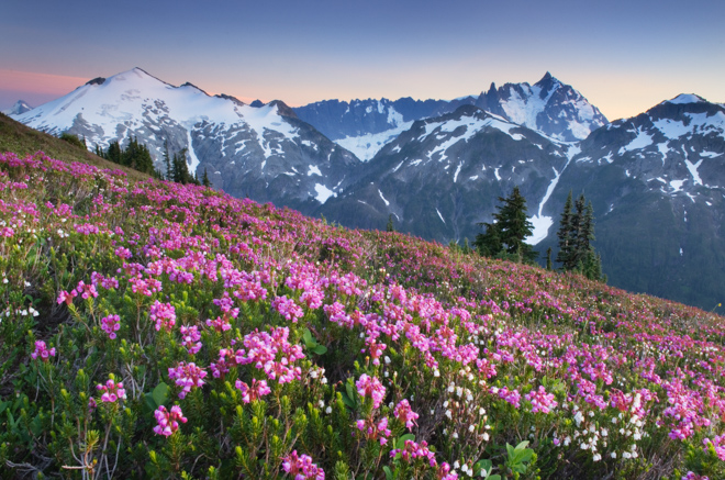 ROSESELSA 遠山 Distance Mountain ROSESELSA 遠山 Distance Mountain Rose) ROSESELSA Distant